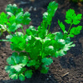 Cilantro Seeds 1000 Pack | Non-GMO Coriander Seeds | Fresh Culinary Herb | Coriandrum sativum