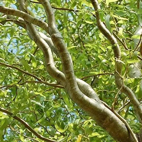 Green Curly Willow Trees - 2 Live Tree Cuttings - Unique Curly Branches & Leaves - Salix babylonica 'Crispa'