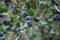 True Blue Sweet Myrtle Seeds - 30 Count - Myrtus communis L. - Aromatic Herb for Gardens and Landscaping