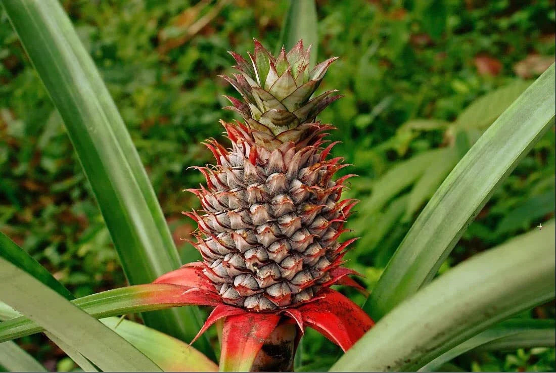 Wild Pineapple Seeds for Planting - 10 Seeds - Bromelia Pinguin - Tropical Fruit Seeds - Rare Garden Plants