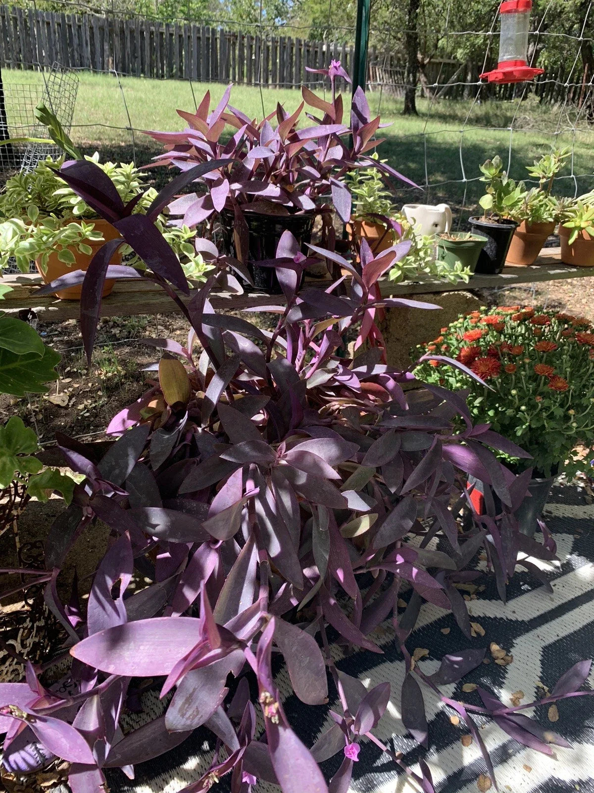Purple Heart Wandering Jew Cuttings - 5+ Tradescantia Pallida Purpurea Live Plant for Propagation or Houseplant Decor