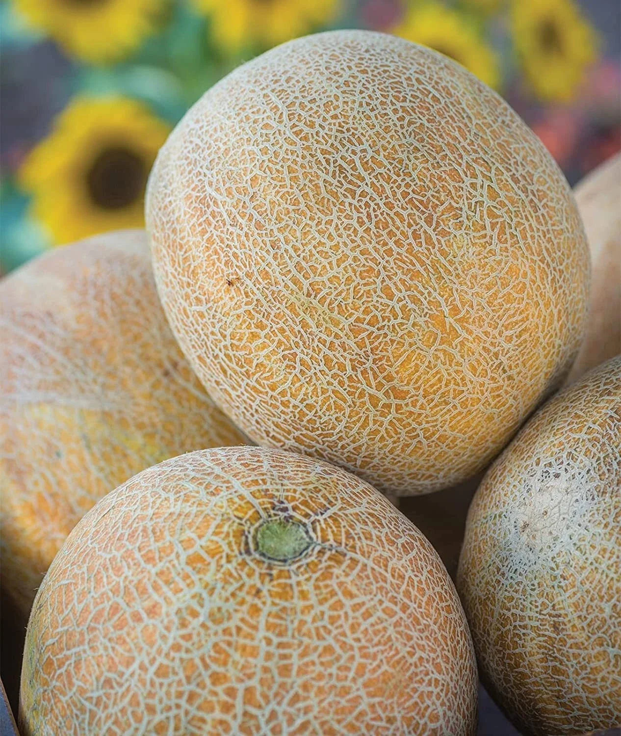 Ambrosia Cantaloupe Melon Seeds (10 Seeds) - Sweet Variety for Planting - Cucumis melo