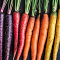 Rainbow Mix Carrot Seeds 500+ Count - Purple Red Yellow Varieties - Daucus carota for 2025 Planting
