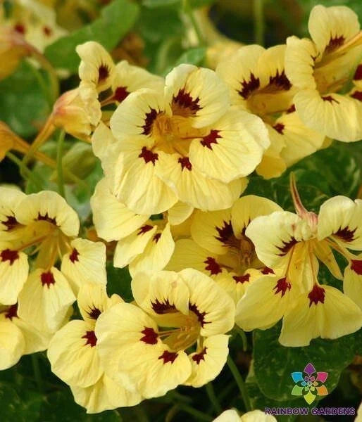 Troika Cream Nasturtium Seeds - 50+ Pack for Garden Planting - Tropaeolum majus - USA Grown