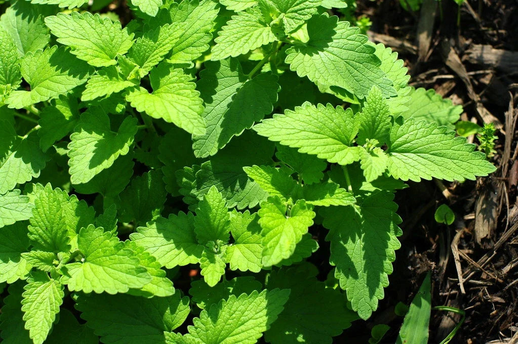 Catnip Seeds 1000 Count - Catmint Variety (Nepeta cataria) - Organic Cat Herbal Plant for Cats