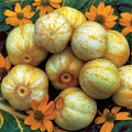 Lemon Cucumber Seeds 1/4 lb Heirloom Rare Pickling Variety Cucumis sativus