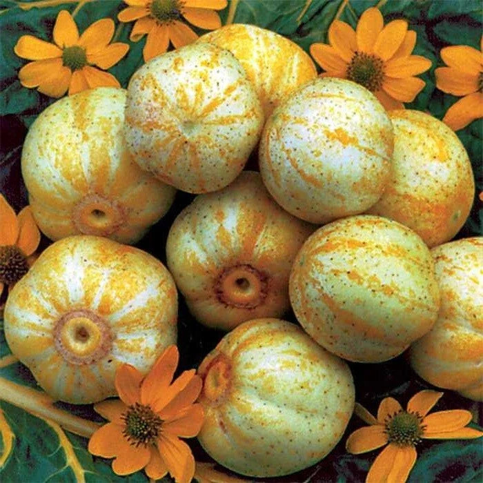 Lemon Cucumber Seeds 1/4 lb Heirloom Rare Pickling Variety Cucumis sativus