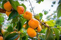 Persimmon Tree Seeds - 10 Pack - Diospyros virginiana - USA Made, Ships from Iowa - Popular Outdoor Tree Seeds