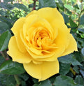Yellow St. Patrick Rose Cuttings - 3 Stem Cuttings for Rooting/Grafting - Rosa 'St. Patrick'