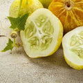 Lemon Cucumber Seeds - 40 Non-GMO Heirloom Seeds - Cucumis sativus - USA Seller