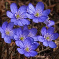 Hepatica Bare-root Plant | Blue Flowering Anemone hepatica | Perennial Ground Cover