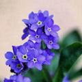 Forget Me Not Seeds - Indigo Blue Perennial Groundcover - Non-GMO - 200 Seeds - Myosotis sylvatica