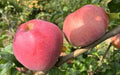 Wolf River Apple Seeds - 25 Heirloom Seeds for Garden Planting - Malus domestica - USA