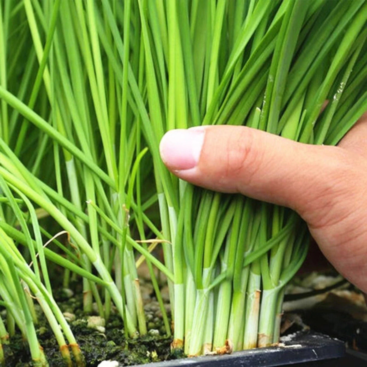 Garlic Chive Seeds - 500 Heirloom Non-GMO Seeds for Planting - Chinese Chives (Allium tuberosum)