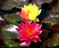 Cold Hardy Waterlily Pond Plant - Wanvisa Variety - Nymphaea spp.