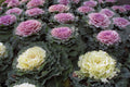 Ornamental Kale Seeds - 100 Non-GMO Heirloom Varieties for Colorful Fall Gardens - Brassica oleracea