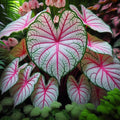 Fiesta Caladium Bulbs - 2 Perennial Bulbs for Planting - Colorful Foliage, Ideal for Gardens, Caladium bicolor