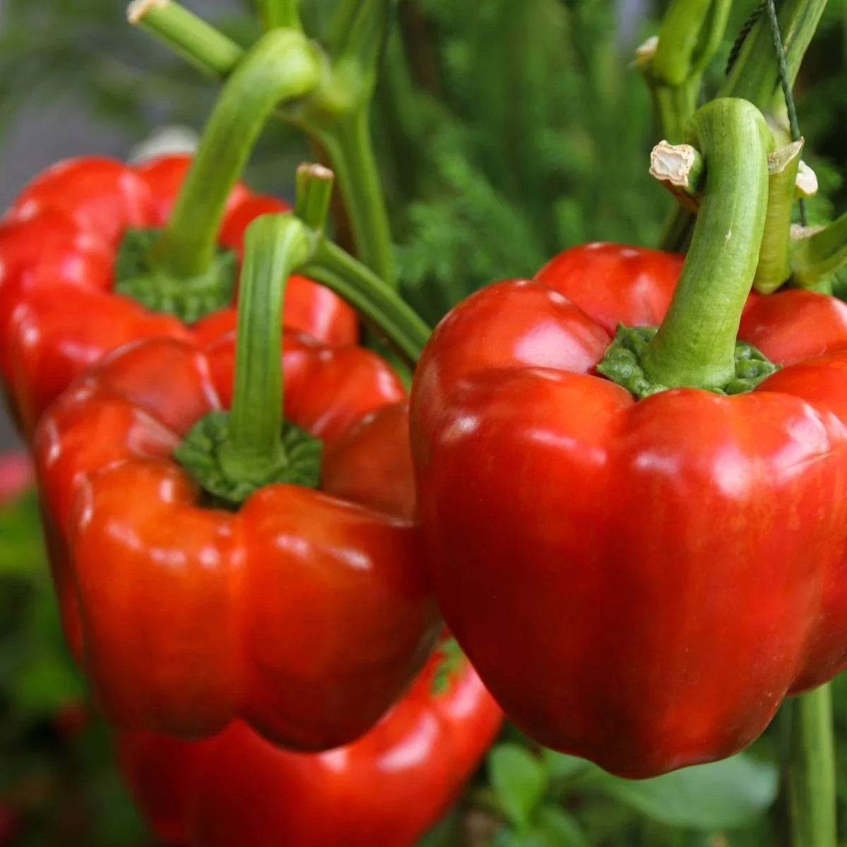 Yolo Wonder Improved Bell Pepper Seeds - Non-GMO Heirloom for 2025 Planting - Capsicum annuum