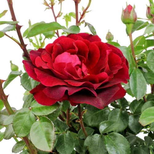 Rose Bush 1-2' Red True Spirit Live Plant Rosa 'True Spirit' Full Sun Zones 5-10