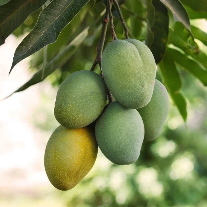 Grafted Ice Cream Mango Seedling - Live Fruit Plant - 3G Pot - Mangifera indica - No CA Shipping