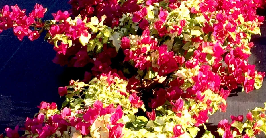 Bougainvillea Starter Plant, Small, Sunstone Red, Very Rare, Well Rooted, Bougainvillea spp.