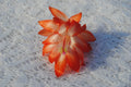 Christmas Cactus Starter Plant - Lucky Strike - Schlumbergera Truncata - Well Rooted Healthy Plant for Home Decor