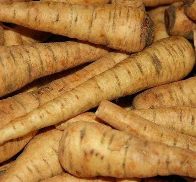 PARSNIP SEEDS 200+ Harris Early Model Vegetable Garden Culinary Seeds