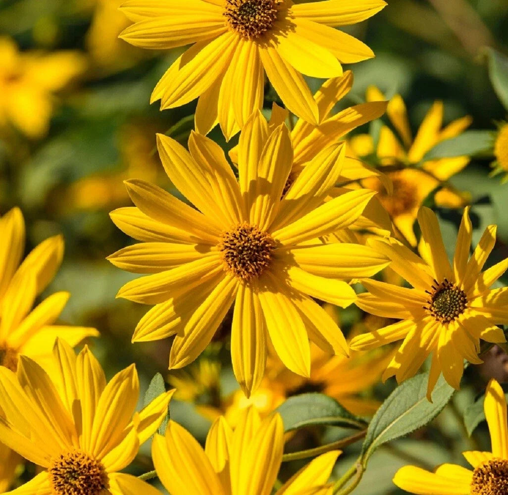 Sunflower Seeds - Maximilian Perennial Heirloom - Abundant Blooms - Free Shipping
