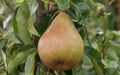 Doyenne du Comice Pear Seeds - 25+ Pack for Garden Planting - Pyrus communis - USA, Free Shipping