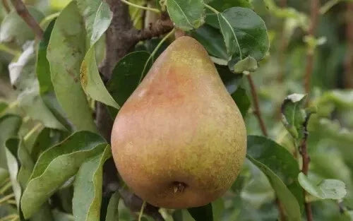 Doyenne du Comice Pear Seeds - 25+ Pack for Garden Planting - Pyrus communis - USA, Free Shipping