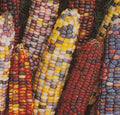 Rainbow Ornamental Corn Seed - Fresh Seed for Garden Planting - Zea mays