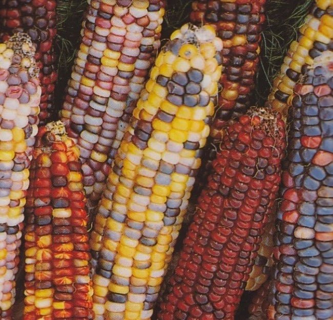 Rainbow Ornamental Corn Seed - Fresh Seed for Garden Planting - Zea mays