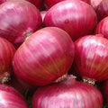 Red Grano Onion Seeds - Heirloom Non-GMO Seeds | Allium cepa | Gardening Essentials | Free Shipping