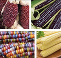 Blue Corn Seeds 4 Pack - Glass Gem Corn, Japanese Baby Corn, Strawberry Corn - Zea mays