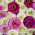 Blueberry Cheesecake Zinnia Seeds - 100 Organic Mix - Flower Seeds for Garden - Zinnia elegans