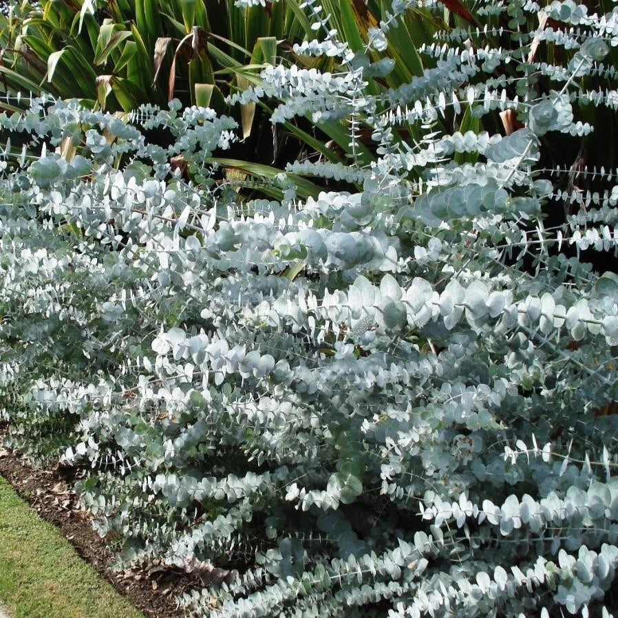 50 Baby Blue Eucalyptus Seeds | Perennial Flower Seeds | Eucalyptus globulus | US Seller