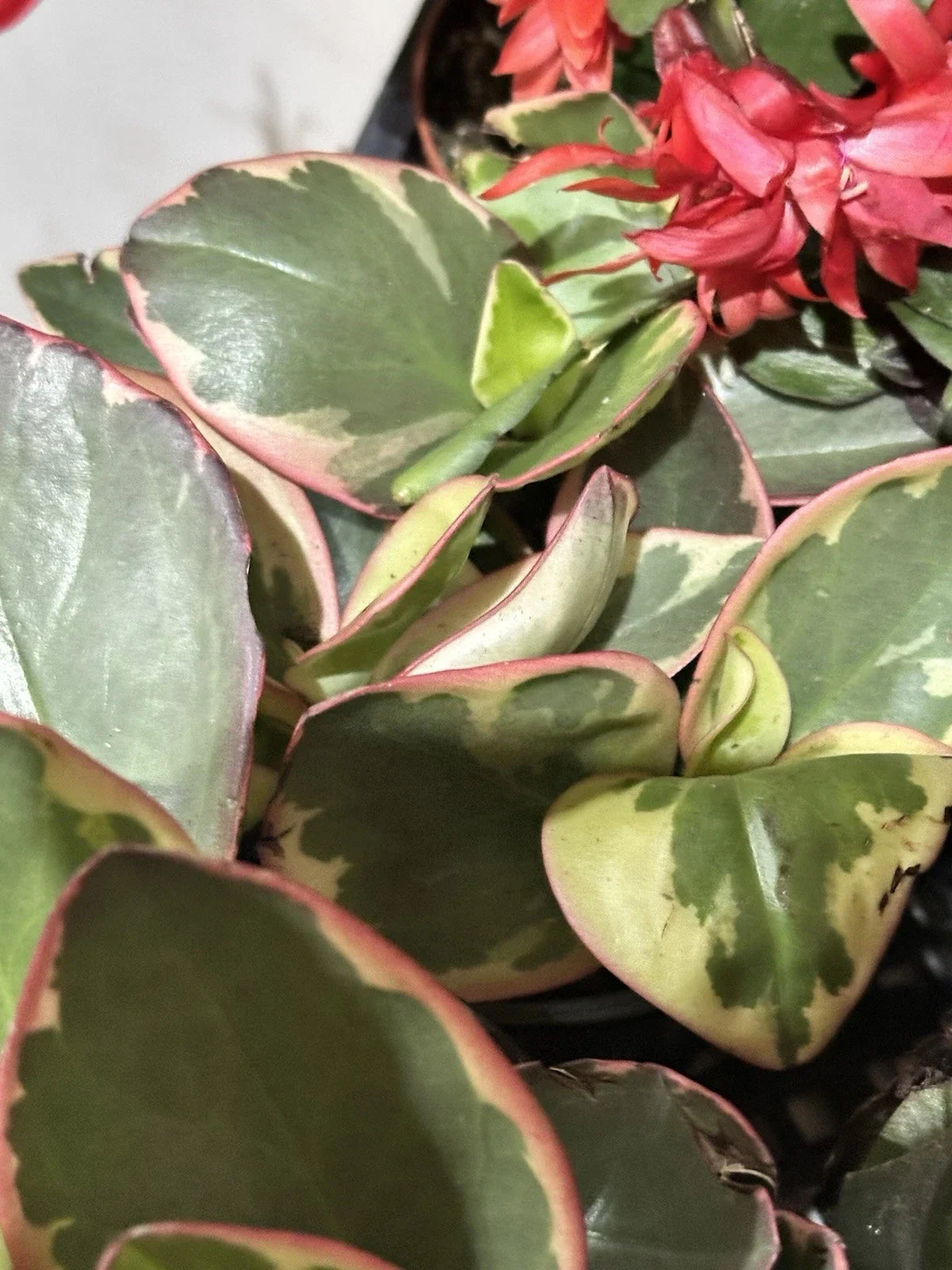 Succulent Peperomia Clusiifolia Tricolor 3-5" Live Houseplant Red Variegated Jelly Peperomia