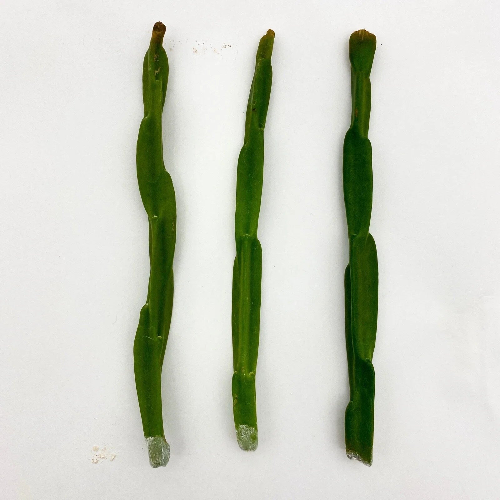 Rhipsalis paradoxa Cuttings - Unique Cactus Variety for Indoor Gardening - Exotic Houseplant Decor