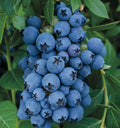 Jewel Blueberry Bush Starter Plant 4-6 in - Jewel Southern Highbush Blueberry - Vaccinium corymbosum