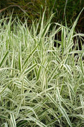 Strawberry & Cream Ribbon Grass Root Divisions - 8 Plants for Sun or Shade - Ideal for Ponds (Phalaris arundinacea)