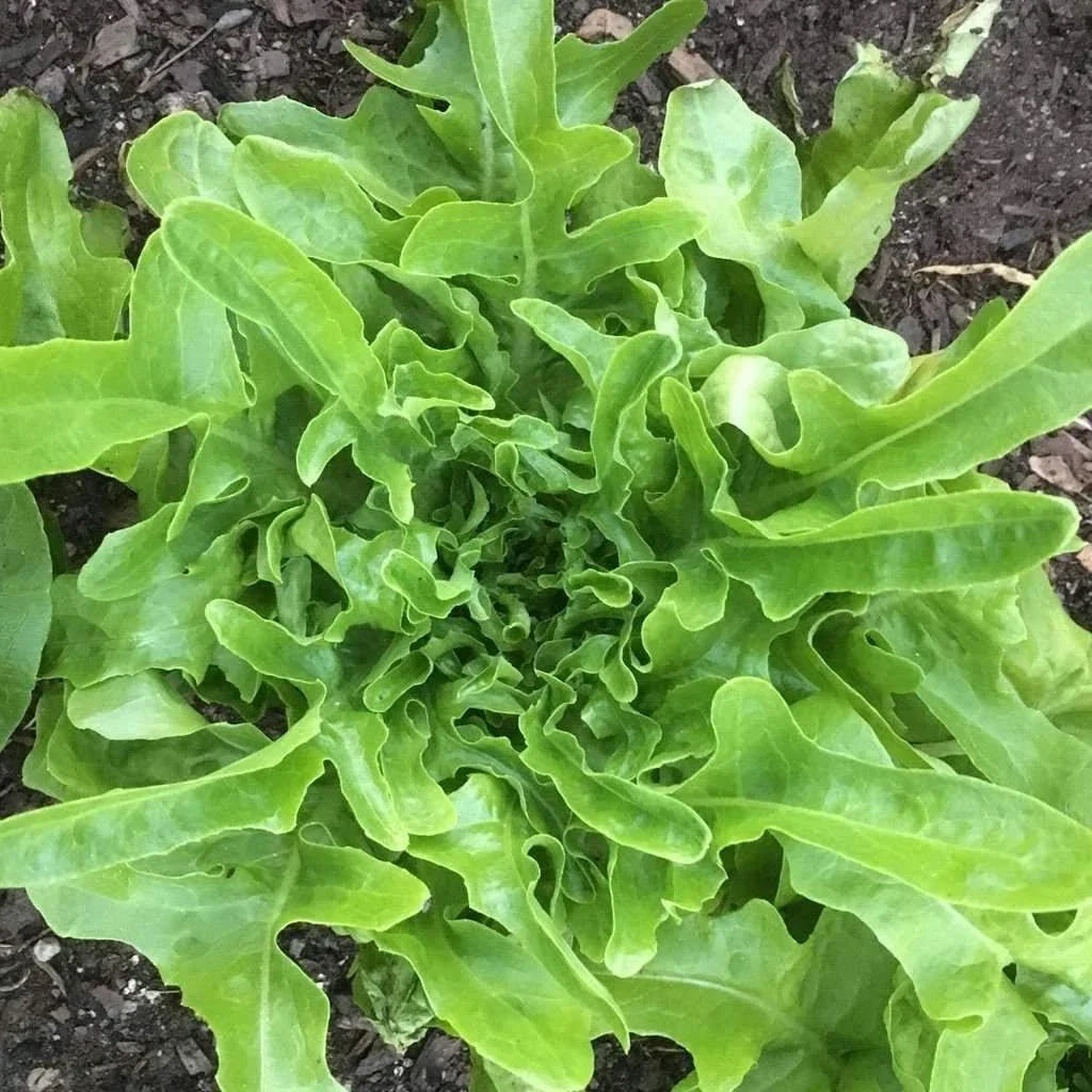 Oakleaf Lettuce Seeds - Fresh Organic Seeds for Planting - Lactuca sativa