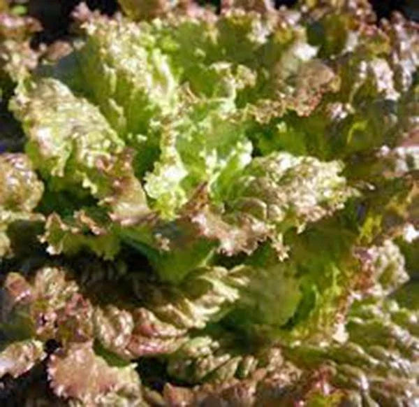 Red Romaine Lettuce Seeds, Heirloom Non-GMO, 500 Seeds, Garden Seed, Romaine Lettuce, Organic Gardening Supplies