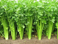 Chinese Celery Seeds - 5000 Non-GMO Heirloom Seeds - Apium graveolens - USA Seller