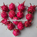 Dragon Fruit Cuttings 12-18 Inches 20+ Varieties Hylocereus spp.