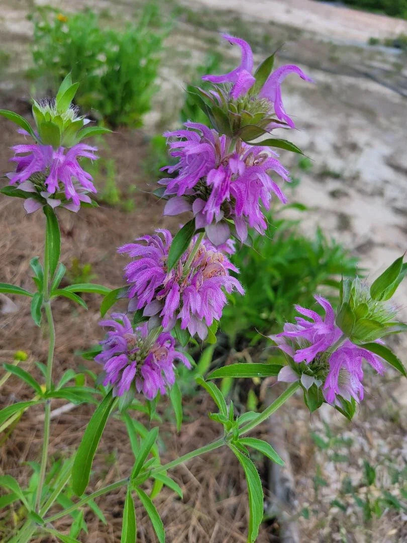 Lemon Bee Balm Seeds | 25 Seeds | Monarda Citriodora | Butterfly Bee Friendly | Florida Grown
