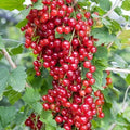 Red Lake Currant Plant - 1 Rooted Starter - Zones 3-7 - Self-Pollinating - Ribes rubrum - Fruiting Shrub for Jams & Juices