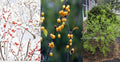 Winterberry Holly Cuttings 6-Pack, Red & Yellow Berries, Ilex verticillata