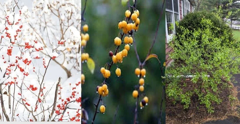 Winterberry Holly Cuttings 6-Pack, Red & Yellow Berries, Ilex verticillata