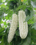 Bitter Melon Seeds 10PCS Non-GMO White Balsam Pear Bitter Gourd Seeds (Momordica charantia)