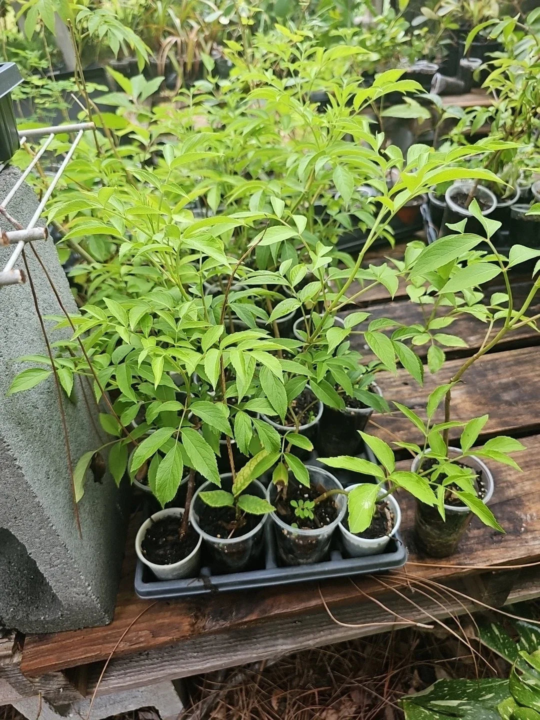 American Elderberry Tree Live Plant Fully Rooted Sambucus canadensis, Edible Berries, Hardy Perennial